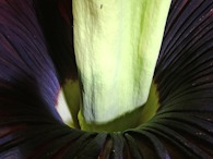 423928798 UC Davis Corpse Flower, Tabatha the Titan, stem
